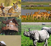 KAZIRANGA NATIONAL PARK, ASSAM