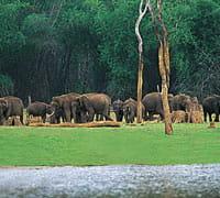 THEKKADY, KERALA