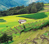 ZIRO VALLEY, ARUNACHAL PRADESH