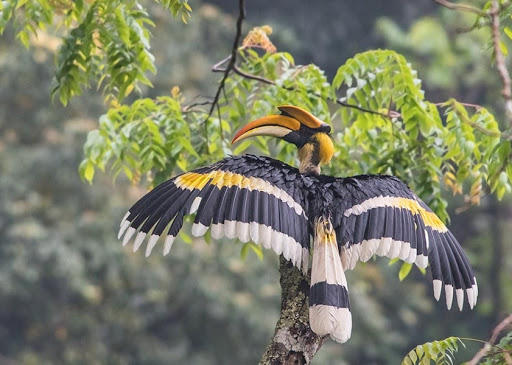 BIRD WATCHING TOUR IN BHUTAN