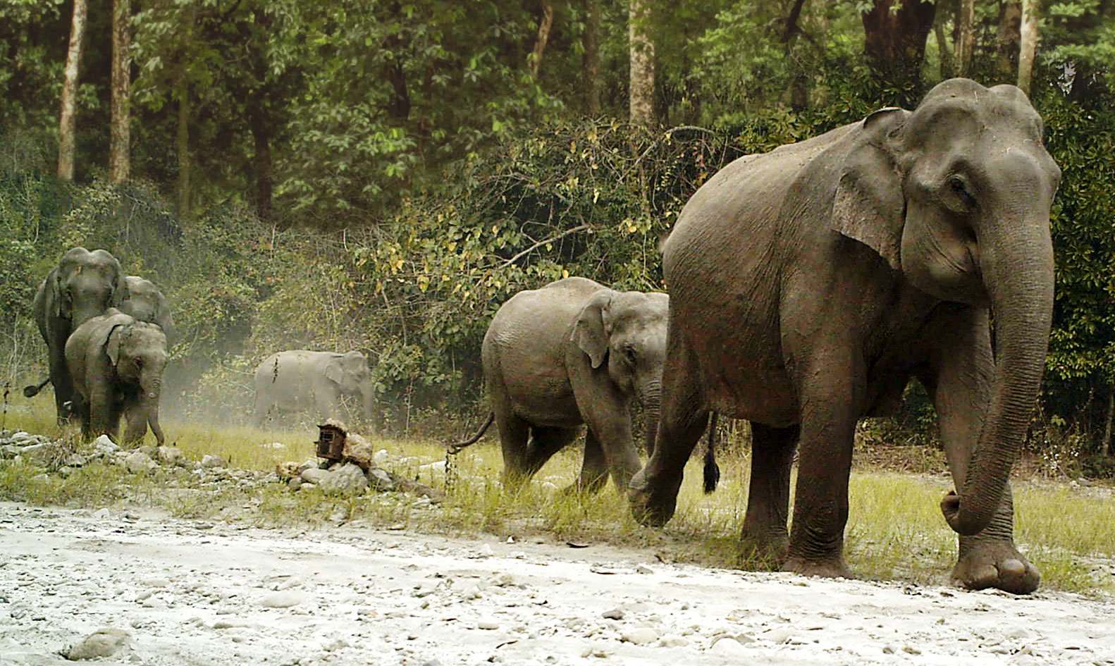 JUNGLE SAFARI IN BHUTAN